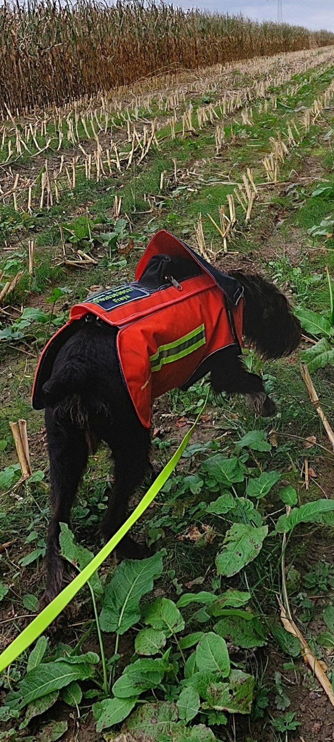 Hund bei der Arbeit im Feld