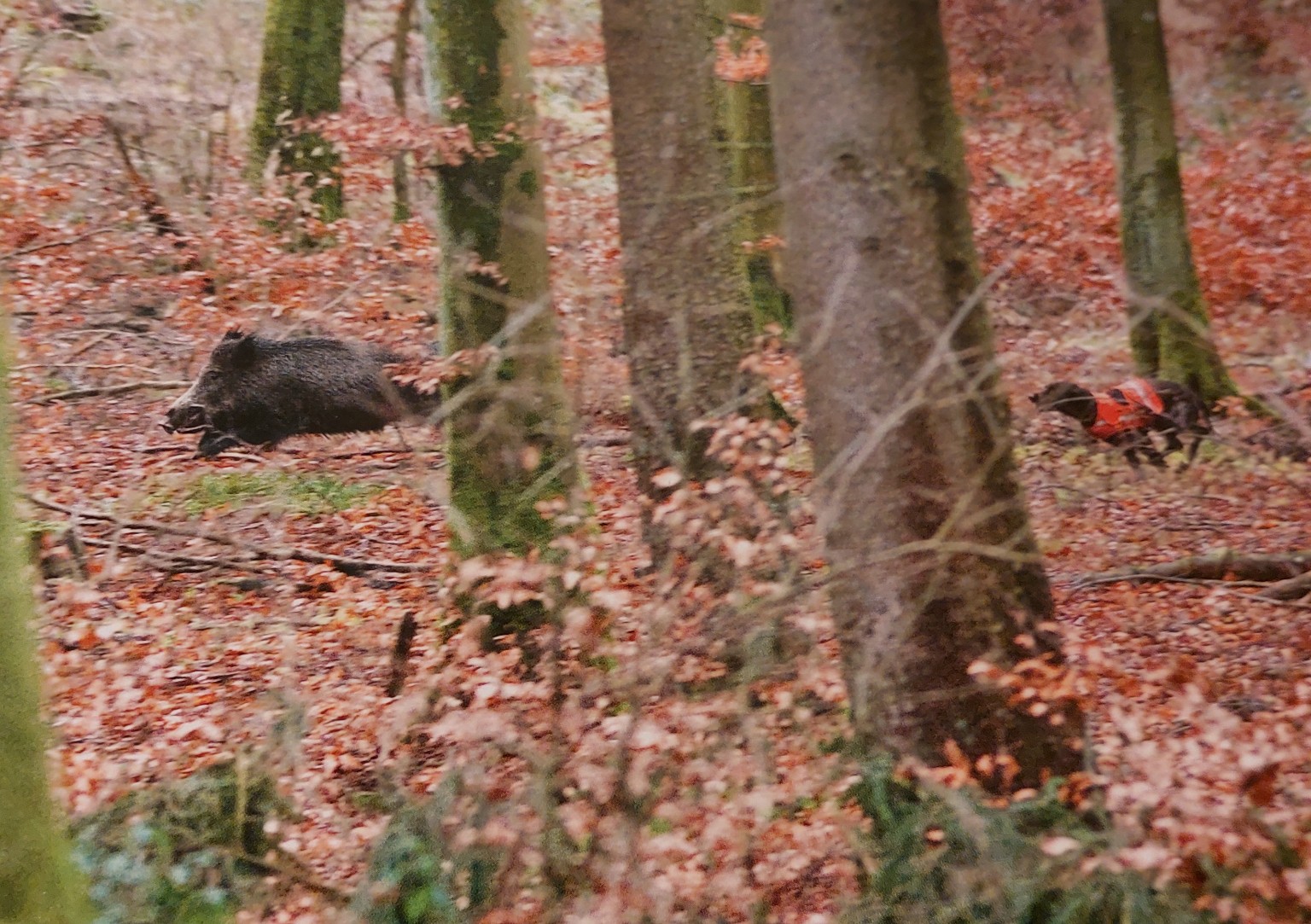 Drückjagd und Nachsuche